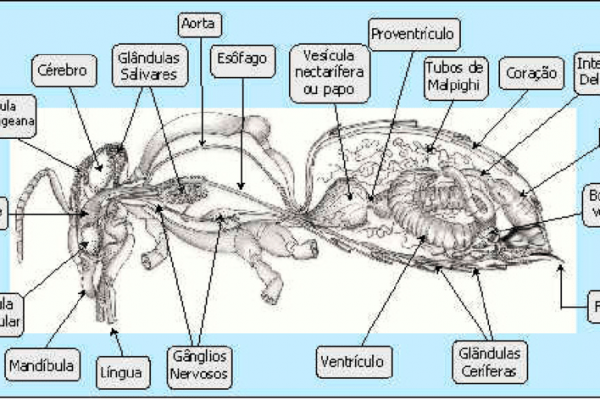 figura-2-aspectos-da-anatomia-interna-de-operaria-de-apis-mellifera figura-2-aspectos-da-anatomia-interna-de-operaria-de-apis-mellifera