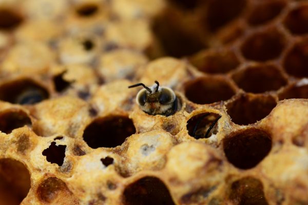 honey-antenna-pattern-pollen-insect-macro-1338967-pxhere.com_ honey-antenna-pattern-pollen-insect-macro-1338967-pxhere.com_