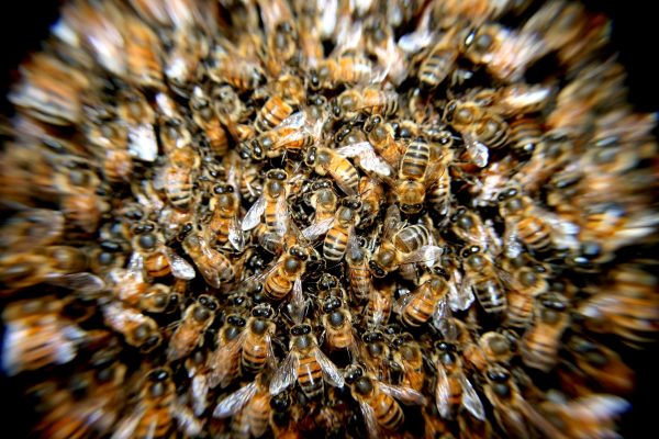 photography-flower-insect-macro-invertebrate-close-up-984746-pxhere.com_ photography-flower-insect-macro-invertebrate-close-up-984746-pxhere.com_
