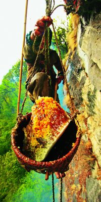 The Tiger Man Honey Hunting The honey is stored in the bulging part of the nest, attached to the rock. To collect it, the Perengge must position the bamboo basket by maneuvering another pole held at arm’s length, underneath the part he is preparing to cut away with the other pole.
From the top of the cliff, two men adjust the tension of the rope supporting the basket, guided solely by orders yelled out by Bolo Kesher’s son, who is stationed further off to have an overall view of the site. It is a coordinated effort that is accomplished blindly and on which the harvest’s success heavily depends.